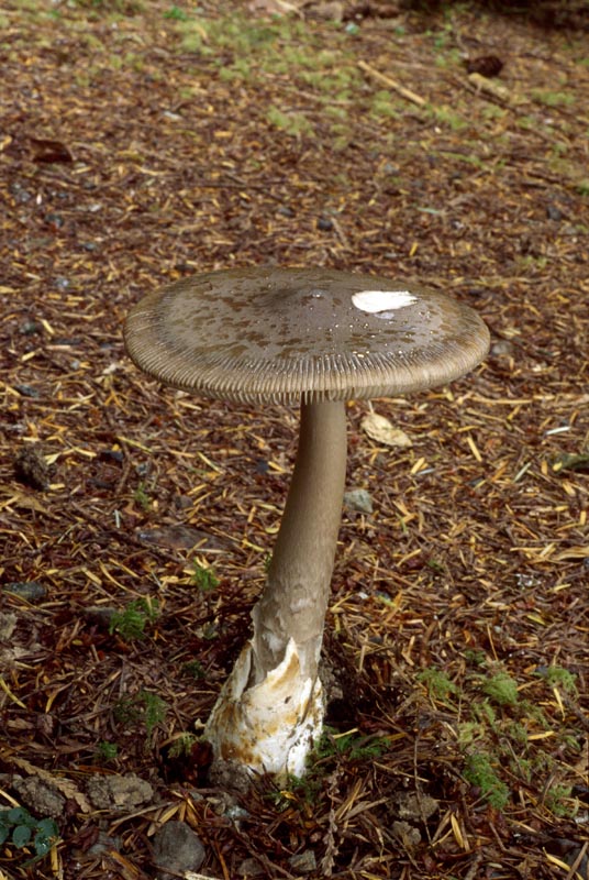 Amanita pachycolea